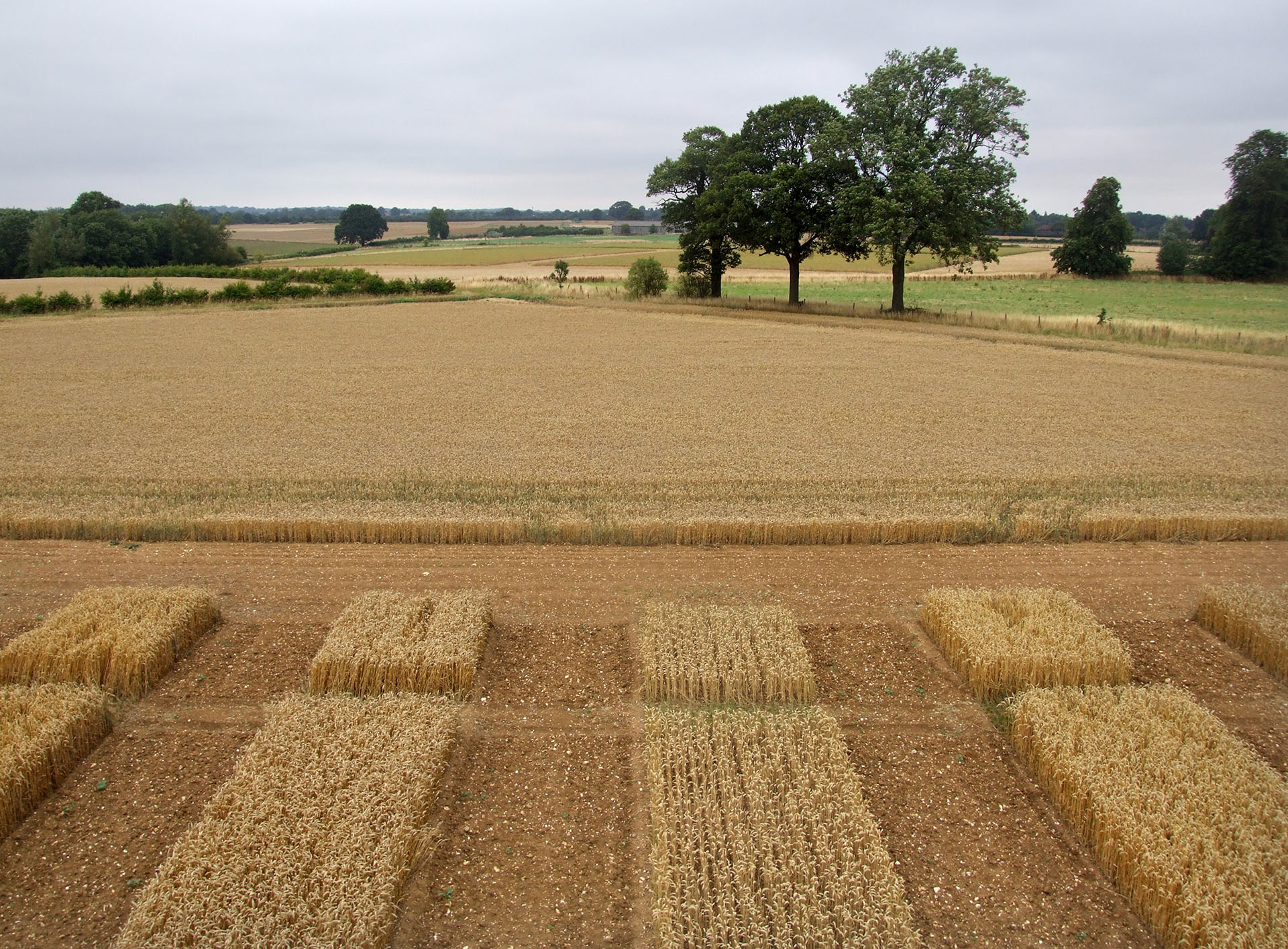 Cereal fields_hawkesford