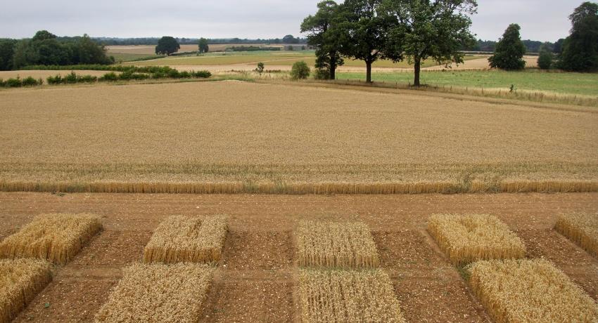 Cereal fields_hawkesford